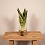 Sansevieria in Glaszylinder Zimmerpflanze 30 cm