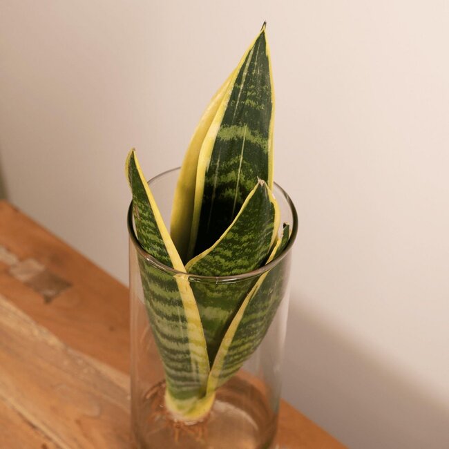Sansevieria in Glaszylinder Zimmerpflanze 30 cm