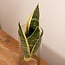 Sansevieria in Glaszylinder Zimmerpflanze 30 cm