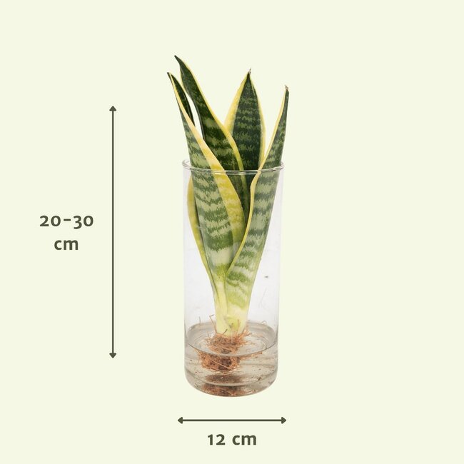 Sansevieria in glazen cilinder kamerplant 30 cm