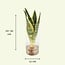 Sansevieria in Glaszylinder Zimmerpflanze 30 cm