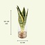 Sansevieria in glazen cilinder kamerplant 30 cm