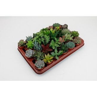 Koning Bamboe Succulent Mix plantenset 30 stuks 7 cm