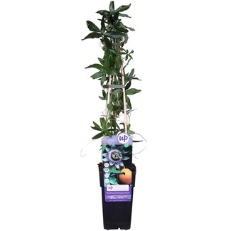 Koning Bamboe Passiflora blauw caerulea tuinplant 65 cm