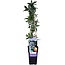 Passiflora blauw caerulea tuinplant 65 cm potmaat 15 cm