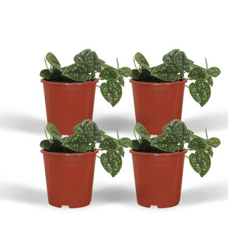 Koning Bamboe Scindapsus Pictus Epipremnum ø12 Pflanzenset 4 Stück 15 cm