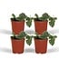 Scindapsus Pictus Epipremnum ø12 plant set 4 plants 15 cm pot size 12 cm
