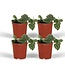Scindapsus Pictus Epipremnum ø12 plantenset 4 stuks 15 cm potmaat 12 cm
