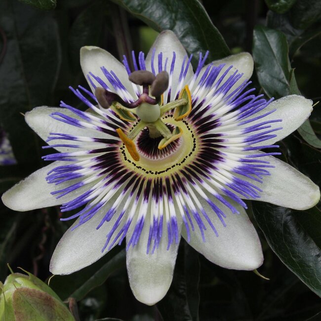 Passiflora blauw caerulea tuinplant 65 cm potmaat 15 cm