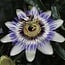 Passiflora blue caerulea garden plant 65 cm pot size 15 cm