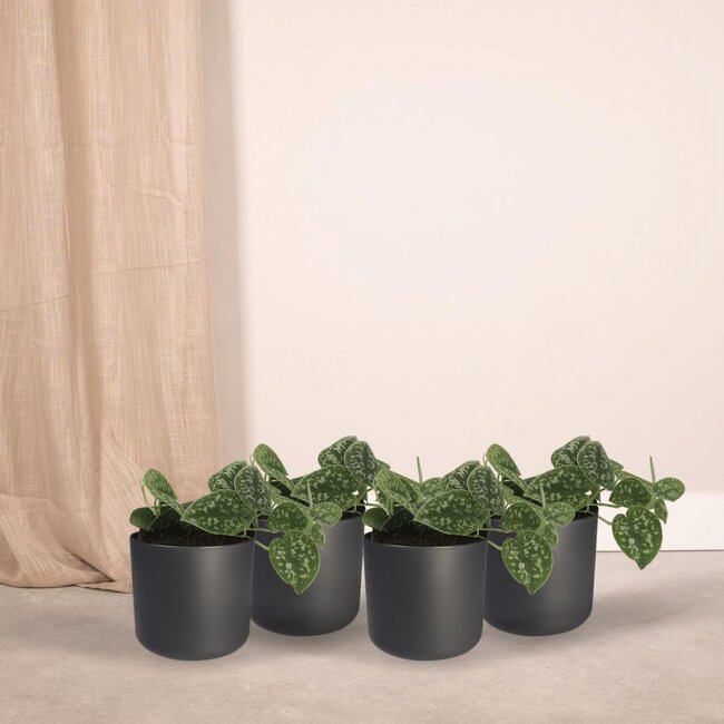 Scindapsus Pictus Epipremnum ø12 plant set 4 plants 15 cm pot size 12 cm