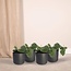 Scindapsus Pictus Epipremnum ø12 Pflanzenset 4 Stück 15 cm Topfmaß 12 cm