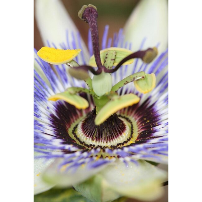 Passiflora blau caerulea Gartenpflanze 65 cm Topfmaß 15 cm