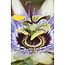 Passiflora blauw caerulea tuinplant 65 cm potmaat 15 cm