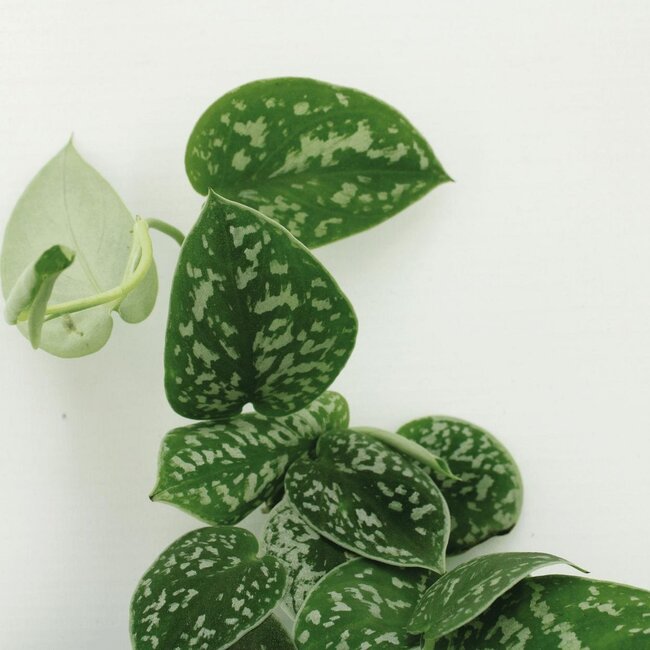 Scindapsus Pictus Epipremnum ø12 Pflanzenset 4 Stück 15 cm Topfmaß 12 cm
