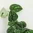 Scindapsus Pictus Epipremnum ø12 plant set 4 plants 15 cm pot size 12 cm