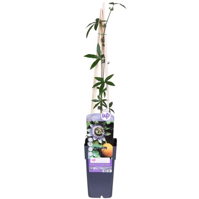 Passiflora blauw caerulea tuinplant 65 cm potmaat 15 cm