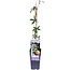 Passiflora blau caerulea Gartenpflanze 65 cm Topfmaß 15 cm