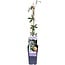 Passiflora blue caerulea garden plant 65 cm pot size 15 cm