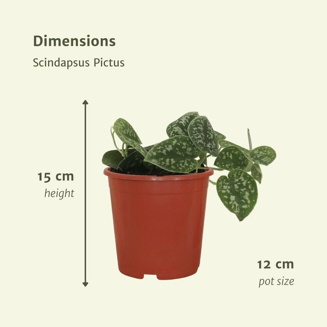 Scindapsus Pictus Epipremnum ø12 plant set 4 plants 15 cm pot size 12 cm