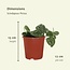 Scindapsus Pictus Epipremnum ø12 plantenset 4 stuks 15 cm potmaat 12 cm