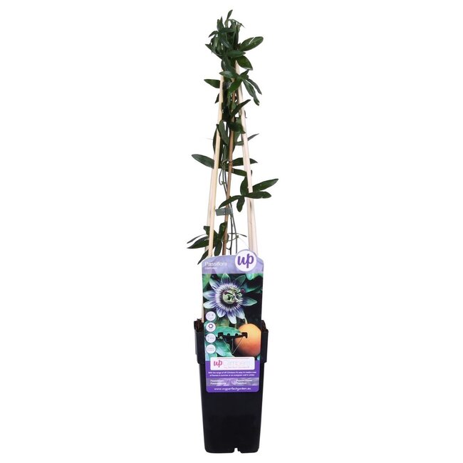 Passiflora blauw caerulea tuinplant 65 cm potmaat 15 cm