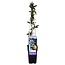Passiflora blauw caerulea tuinplant 65 cm potmaat 15 cm