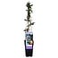 Passiflora blue caerulea garden plant 65 cm pot size 15 cm