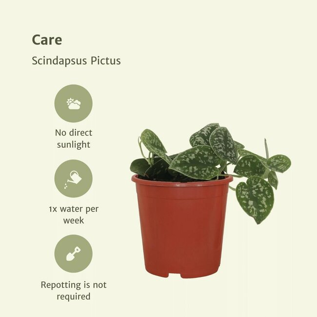 Scindapsus Pictus Epipremnum ø12 plant set 4 plants 15 cm pot size 12 cm