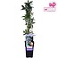 Passiflora blauw caerulea tuinplant 65 cm potmaat 15 cm