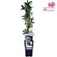Passiflora blue caerulea garden plant 65 cm pot size 15 cm