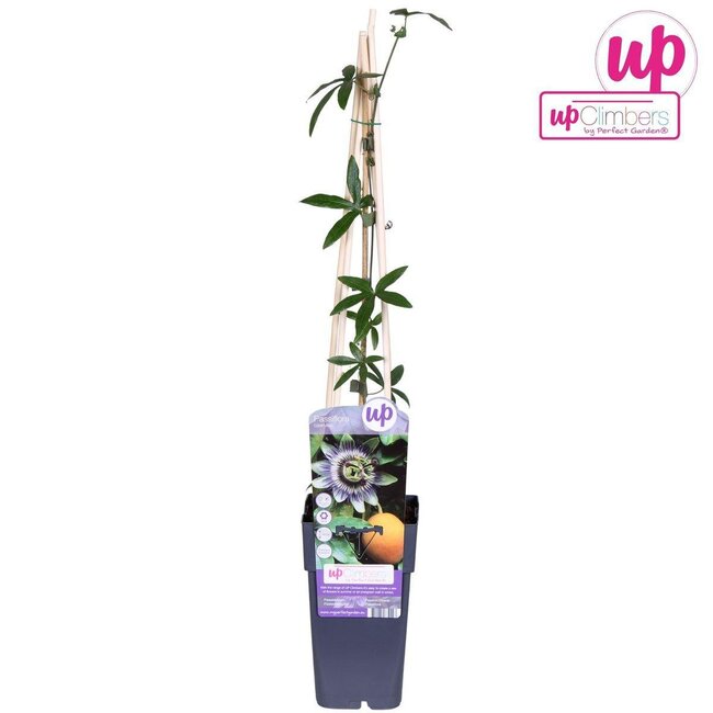 Passiflora blauw caerulea tuinplant 65 cm potmaat 15 cm