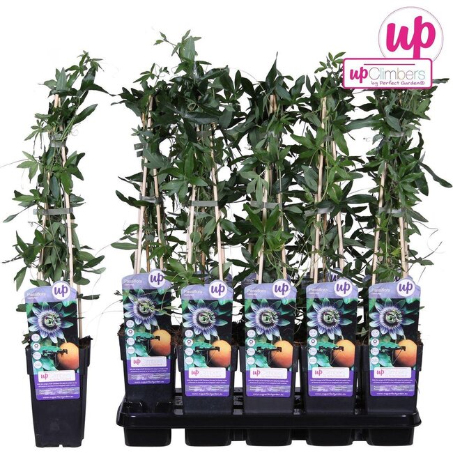 Passiflora blau caerulea Gartenpflanze 65 cm Topfmaß 15 cm