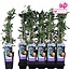 Passiflora blauw caerulea tuinplant 65 cm potmaat 15 cm