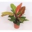 Philodendron Prince of Orange kamerplant 45 cm potmaat 17 cm