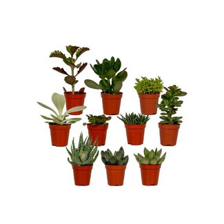 Koning Bamboe Succulent Mix Pflanzenset 10 Stück 7 cm