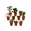 Succulent Mix plantenset 10 stuks 7 cm potmaat 5.5 cm