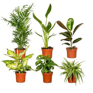 Koning Bamboe Surprise box houseplant 35 cm