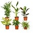 Verrassingsbox kamerplant 35 cm potmaat 12 cm