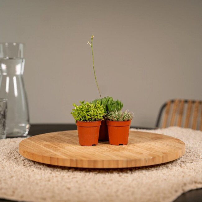 Succulent Mix Pflanzenset 10 Stück 7 cm Topfmaß 5.5 cm