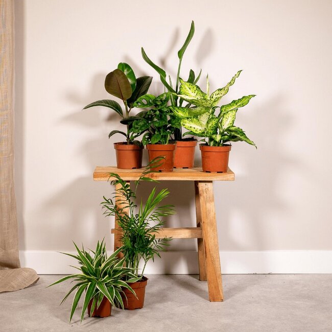 Verrassingsbox kamerplant 35 cm potmaat 12 cm