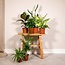 Surprise box houseplant 35 cm pot size 12 cm