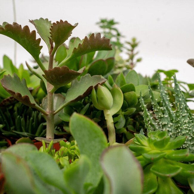 Succulent Mix plantenset 10 stuks 7 cm potmaat 5.5 cm