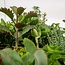 Succulent Mix Pflanzenset 10 Stück 7 cm Topfmaß 5.5 cm