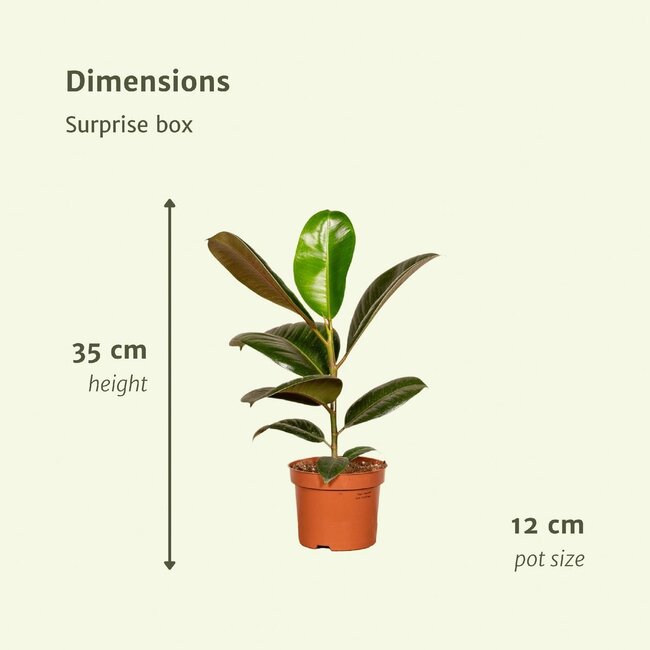 Surprise box houseplant 35 cm pot size 12 cm