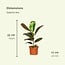 Surprise box houseplant 35 cm pot size 12 cm