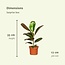 Verrassingsbox kamerplant 35 cm potmaat 12 cm