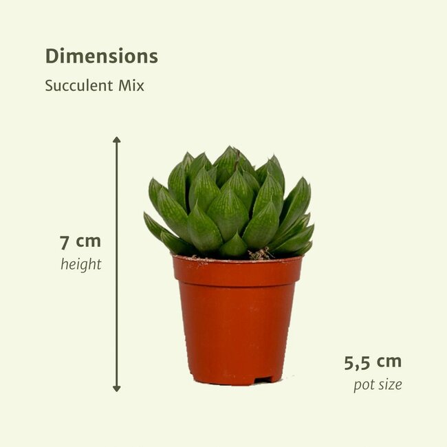 Succulent Mix plantenset 10 stuks 7 cm potmaat 5.5 cm