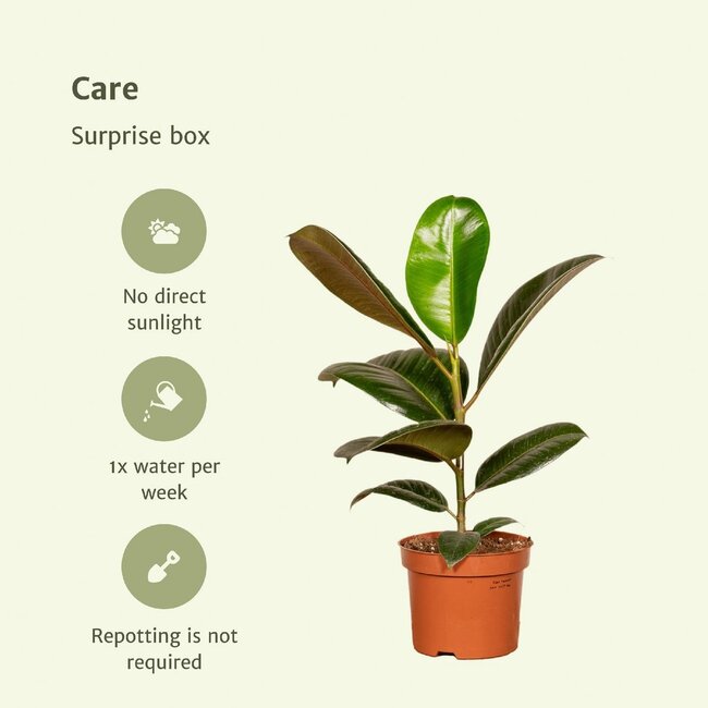 Verrassingsbox kamerplant 35 cm potmaat 12 cm