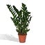 Zamioculcas Zamiifolia kamerplant 80 cm potmaat 21 cm
